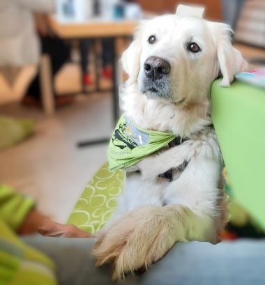 Therapiehund Karma